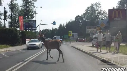 Na zakopiańskiej Spyrkówce zadomowił się jeleń