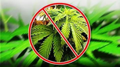 Jednak nie marihuana
