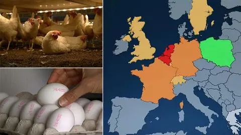 "Wskazuje na obecność fipronilu". Skażone jajka w krajach Unii