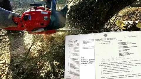 Czarno na białym. Tak powstawały przepisy o wycince drzew