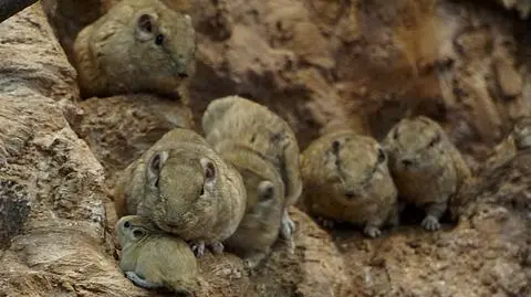 Dwie gundie urodziły się we wrocławskim zoo