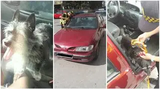 Strażnicy uwolnili psa z nagrzanego samochodu