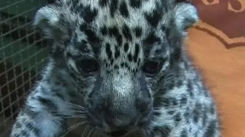 Niesamowite narodziny w zoo w niemczech