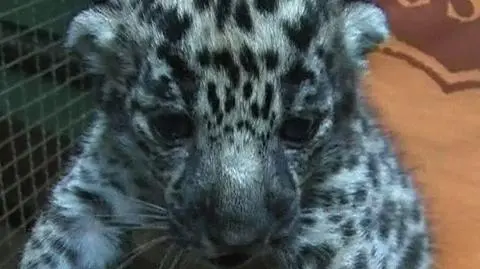 Niesamowite narodziny w niemieckim zoo