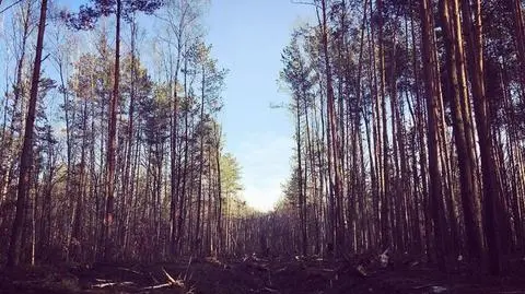 Nagranie z miejsca wypadku MiG-29. Maszyna wpadła w las