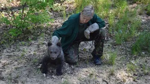 Mała niedźwiedzica z Nowego Zoo w Poznaniu zadebiutuje w sobotę