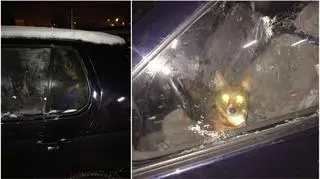 Pies zamknięty był w samochodzie przez ponad 2 godziny