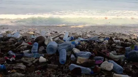 Kawałki plastiku w przewodach pokarmowych ryb