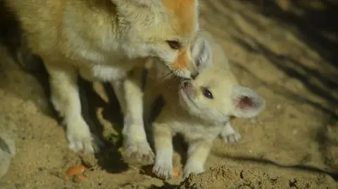We wrocławskim zoo urodził się nowy fenek