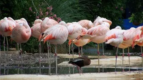 Dlaczego flamingi stoją na jednej nodze
