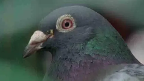 Gołębie nosiły marihuanę. "Dystrybucja niemal bez ryzyka wpadki"