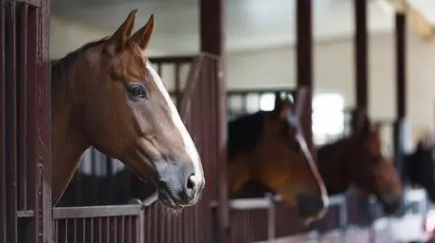 Dwa konie spłoszyły się i stratowały 10-latkę