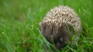 Jeż da się pogłaskać