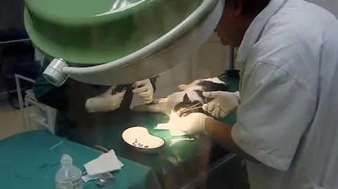 Postrzelił kota 30 razy. Zwierzak przeżył