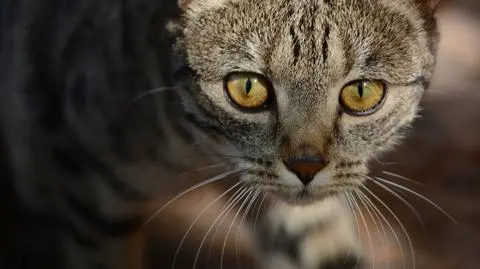 Kot pomógł w skazaniu zabójcy