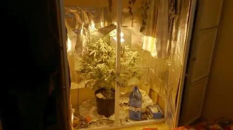 W szafie założyli hodowlę marihuany. Konopie w szafie w Sulechowie