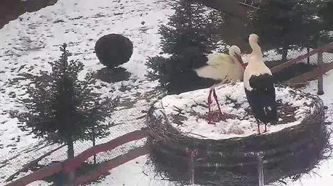 Bociany już na Dolnym Śląsku