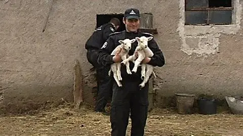 25 martwych owiec, 35 zagłodzonych. Sprawdzą, czy właściciel był poczytalny