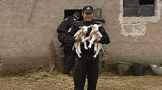 19.04 | 25 martwych owiec, 35 na skraju wyczerpania, dwa wycieńczone psy i trzy sztuki bydła w równie dramatycznym stanie ujrzeli inspektorzy OTOZ Animals w gospodarstwie w Owśnicach koło Kościerzyny. Gospodarz nie widzi w tym żadnej swojej winy: "Od tego jest lekarz, a nie ja". Mężczyzna został zatrzymany przez policję. (TVN24)