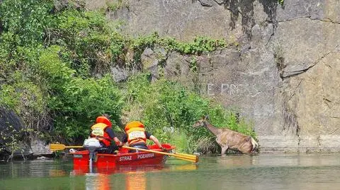 Strażacy wyciągali z wody daniela