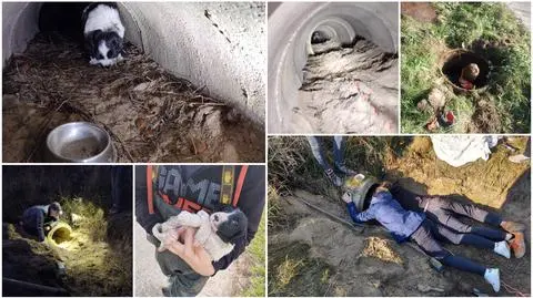Grochowice. Ratowali sześć uwięzionych szczeniaków