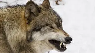 Wilki atakują zwierzęta hodowlane, bo w lasach nie ma odpowiedniej ilości zwierzyny