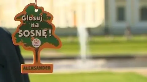 Kandydat Sosna kusi wyborców zapachowo