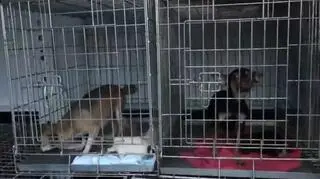 Pogotowie dla Zwierząt i policja walczą z pseudohodowcami psów