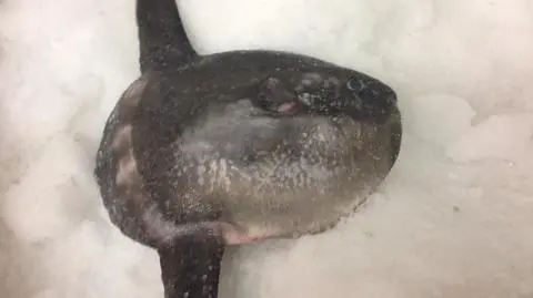 Mola mola nie lubi temperatur panujących w Bałtyku
