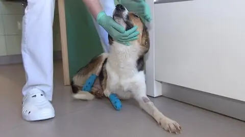 Forest wraca do zdrowia. Są już chętni na adopcję