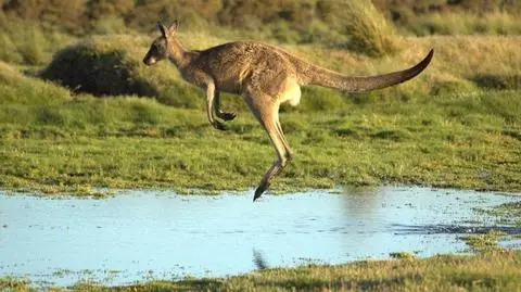 Australia. Nastolatek chciał użyć kangura w zamachu