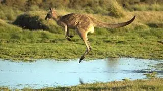 Kangur miał zginąć w imię dżihadu