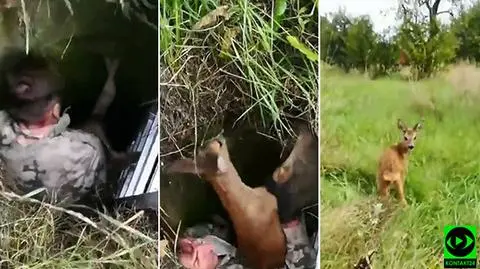 Sarna została uratowana