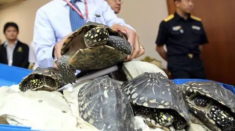451 żółwi i 7 fałszywych gawiali w walizce
