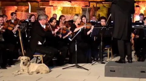 Wybierz najciekawsze wideo tygodnia w tvn24.pl