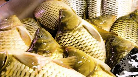 Krotoszyn: 66-latek odpowie przed sądem za gilotynowanie ryb