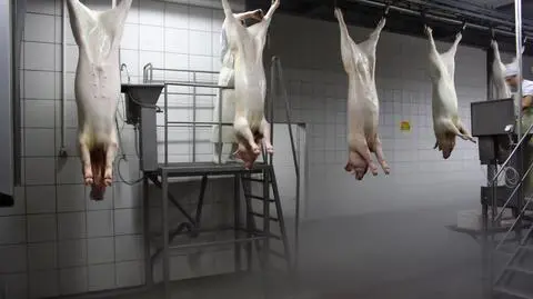 Faszerowanie antybiotykami zwierząt to margines?