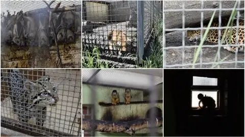 Ocelot bez nóg, tygrysy na 15 m kw. 300 zwierząt w nielegalnej hodowli