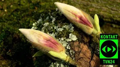 Magnolie zwiastują wiosnę