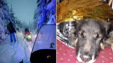 The Mountain Volunteer Search and Rescue (GOPR) brought tourists with their weak dog down from the higher parts