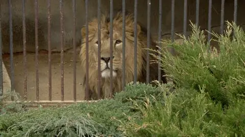 Lwy nie miały się ku sobie, więc pomogli ludzie. Sztuczne zapłodnienie w łódzkim zoo