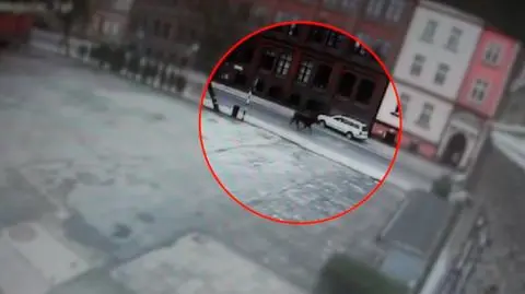 Kamienna Góra: byk biegał ulicami miasta, staranował auto