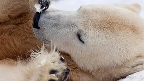 "Miś Knut padł przez zaniedbania dyrekcji ZOO"