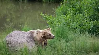 W lasach przy Ludwikowicach grasuje niedźwiedź?