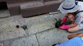 "Kwiatki zamiast dziur" na ulicach Wrocławia