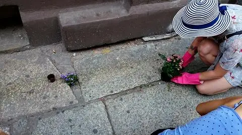 "Kwiatki zamiast dziur" na wrocławskich chodnikach