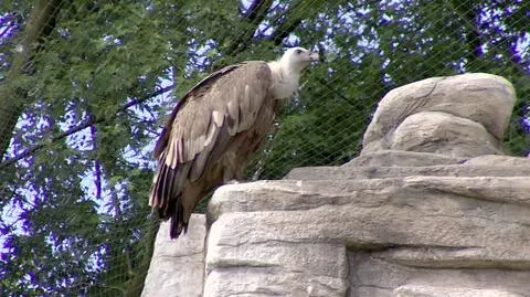 Sęp zaatakował w łódzkim zoo