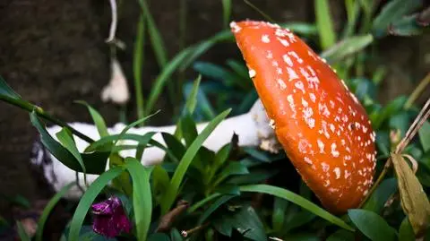 Wiesław Rozbicki z sanepidu o grzybach