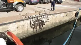 Dzik to młody samiec, waży ok