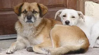 Psy nie będą musiały chodzić na smyczy?